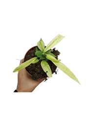 Anthurium Vittarifolium Variegata