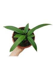 Anthurium Vittarifolium