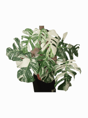 Monstera Variegata buschig