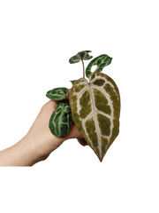 Anthurium Red Crystallinum Variegata