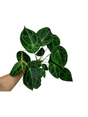 Anthurium Forgetii Silver