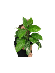 Monstera Lechleriana Variegata