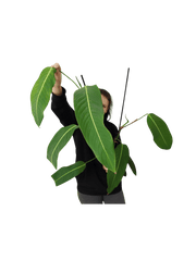Philodendron Heterocraspedon