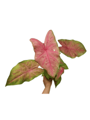 Caladium Sexy Pink
