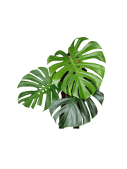 Monstera Green on Green XXL