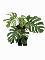 Monstera Variegata Adult