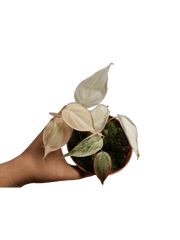 Philodendron Micans Pink Variegata