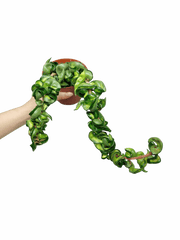 Hoya Compacta Mauna Loa