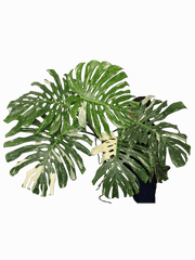 Monstera Thai Constellation XXL