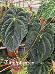 Anthurium Papillilaminum