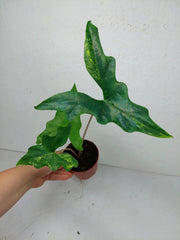 Alocasia Batwing Aurea (Rhizom / Bulbe)