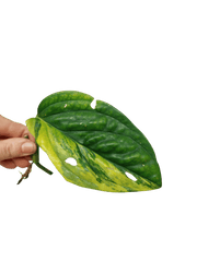 Monstera Karstenianum Peru Variegata Steckling