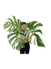 Monstera Variegata Adult mit Blüte