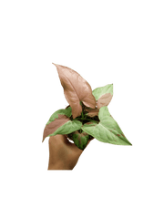 Syngonium Strawberry Milk
