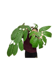 Trevesia Burckii