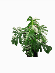 Monstera Variegata Adult