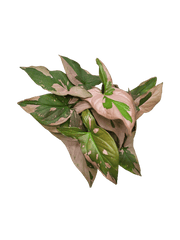 Syngonium Red Spot