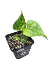 Anthurium Pterodactyl Variegata