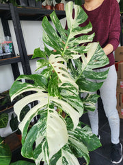 Monstera Variegata XXL