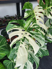 Monstera Variegata XXL