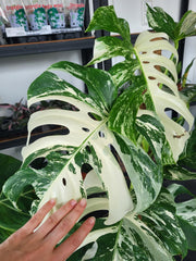 Monstera Variegata XXL