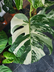 Monstera Variegata XXL