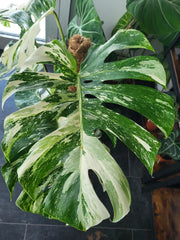 Monstera Variegata XXL