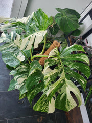 Monstera Variegata XXL