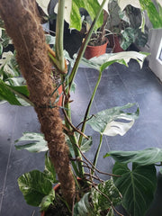Monstera Variegata XXL