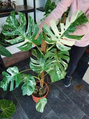 Monstera Variegata XXL