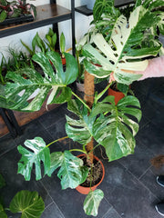 Monstera Variegata XXL