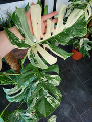 Monstera Variegata XXL