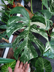 Monstera Variegata XXL