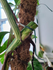 Monstera Variegata XXL