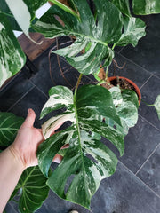 Monstera Variegata XXL