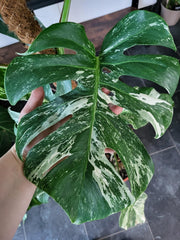 Monstera Variegata XXL