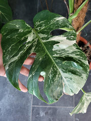 Monstera Variegata XXL
