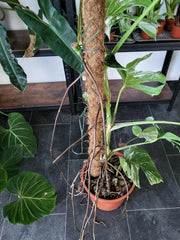 Monstera Variegata XXL