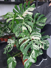 Monstera Variegata XXL