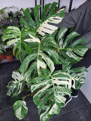 Monstera Variegata XXL