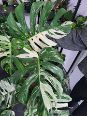 Monstera Variegata XXL