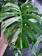 Monstera Variegata XXL