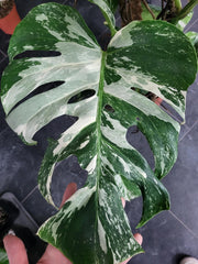 Monstera Variegata XXL
