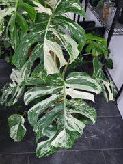 Monstera Variegata XXL