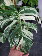 Monstera Variegata XXL