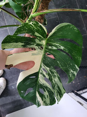 Monstera Variegata XXL