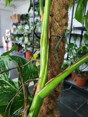 Monstera Variegata XXL