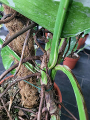 Monstera Variegata XXL