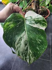 Monstera Variegata XXL
