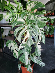 Monstera Variegata XXL